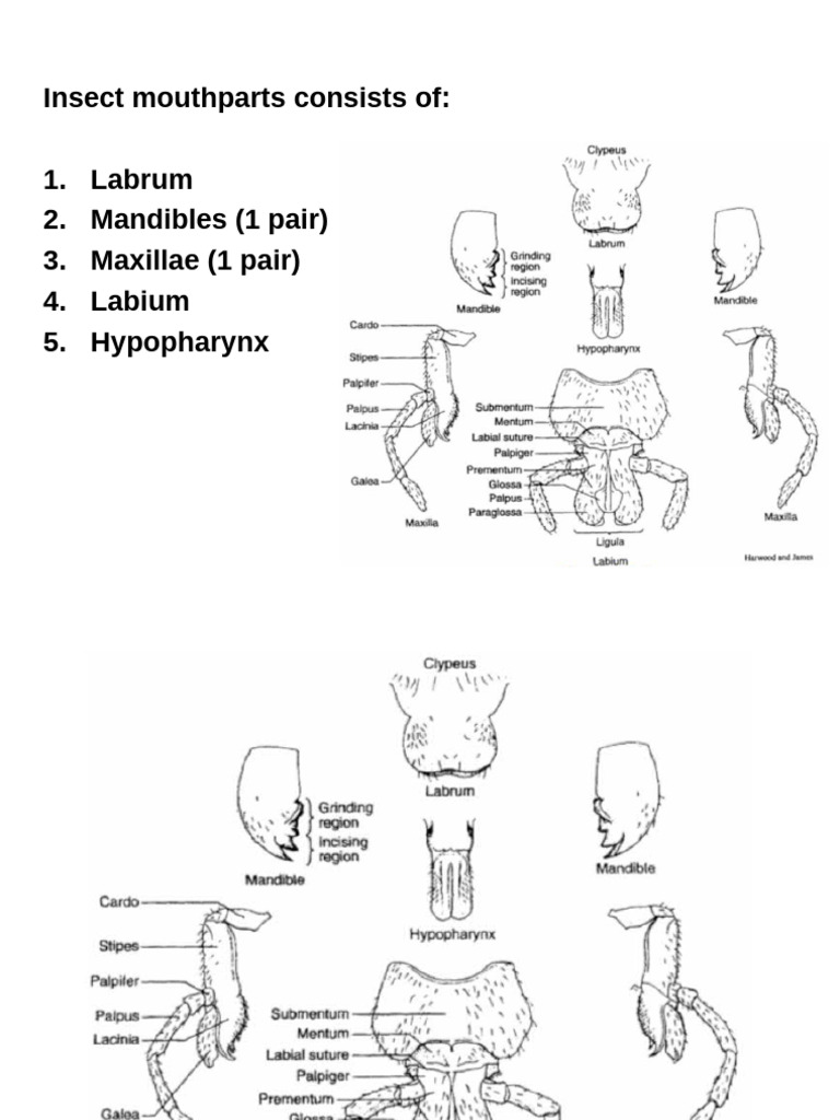 Insect Mouthparts | PDF