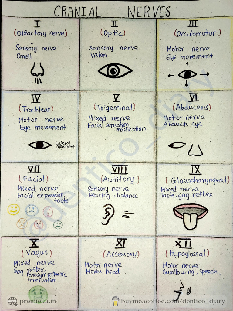 Overview of Cranial Nerves Functions | PDF | Neuroscience | Neurology