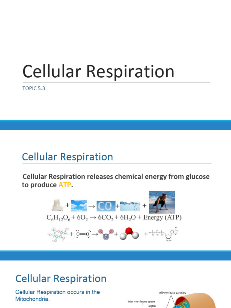 Bio 20 - Cellular Respiration | PDF | Cellular Respiration | Adenosine ...