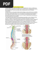 Meninges e Líquido Cerebrospinal: Aula 04 | PDF | Anatomia humana ...