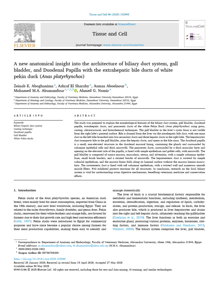 Biliary System Anatomy in Pekin Ducks | PDF | Gallbladder | Liver