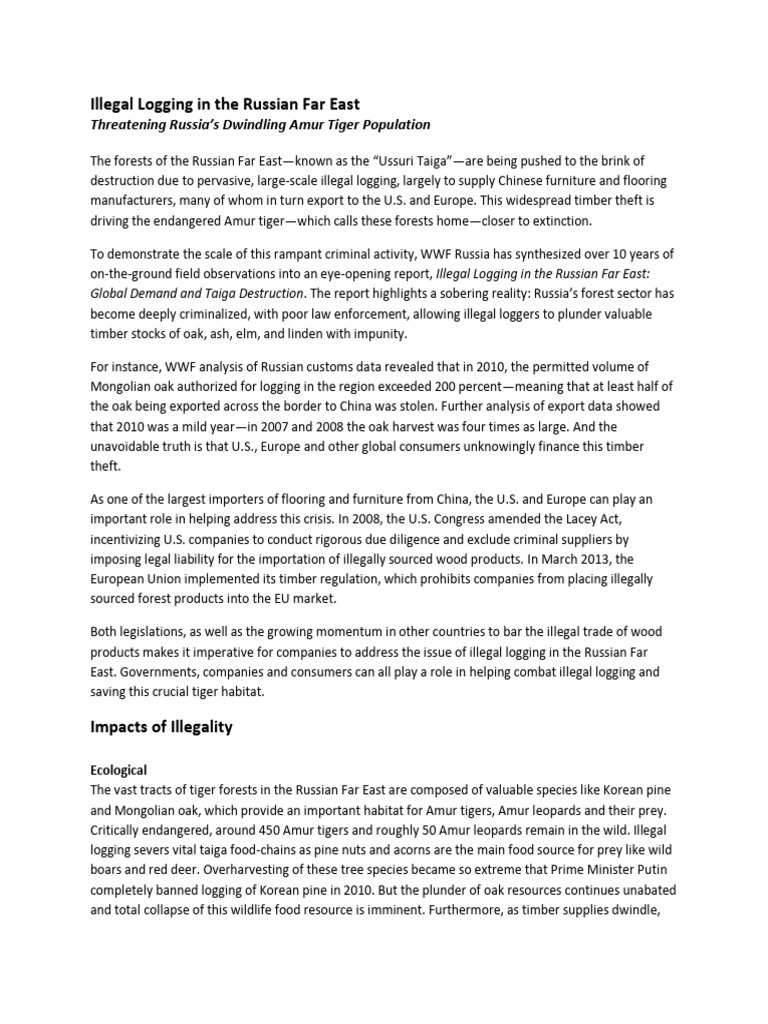 Illegal Logging Threatens Amur Tigers | PDF | Forest Stewardship ...