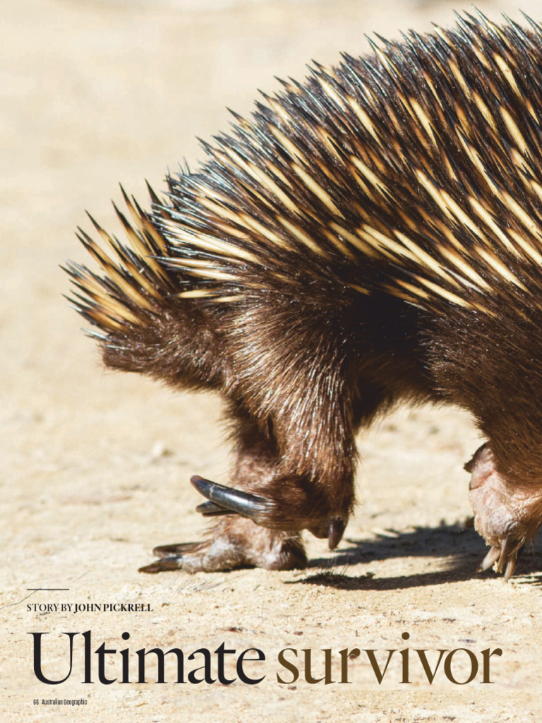 Echidna Resilience in Australian Fires | PDF | Zoology