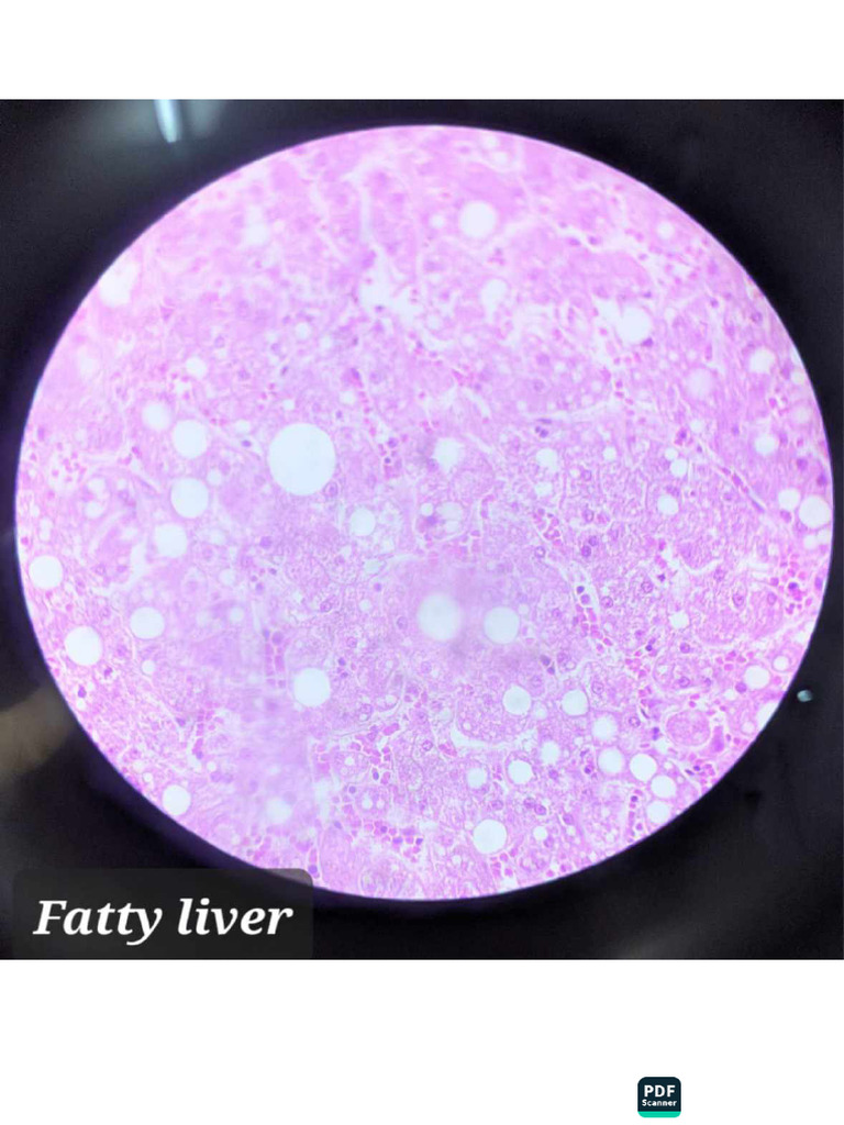 Pathology Practical Pdf Pdf