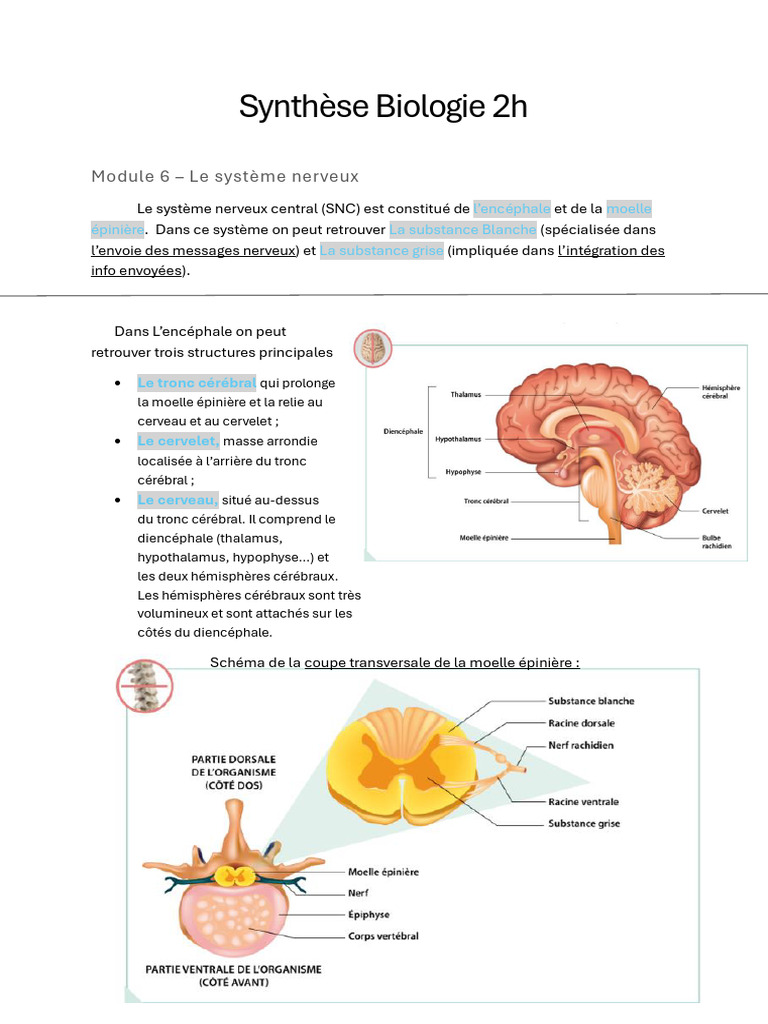 Système nerveux : structure et fonctionnement | PDF | Neurone | Synapse