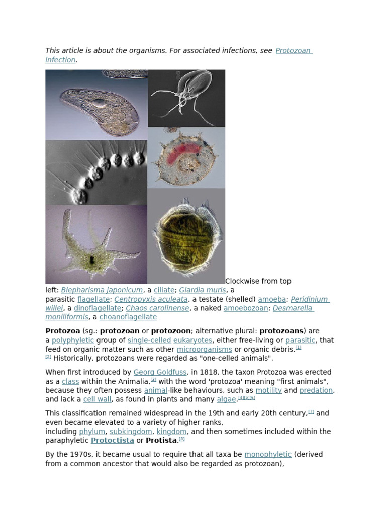 Understanding Protozoa and Their Types | PDF