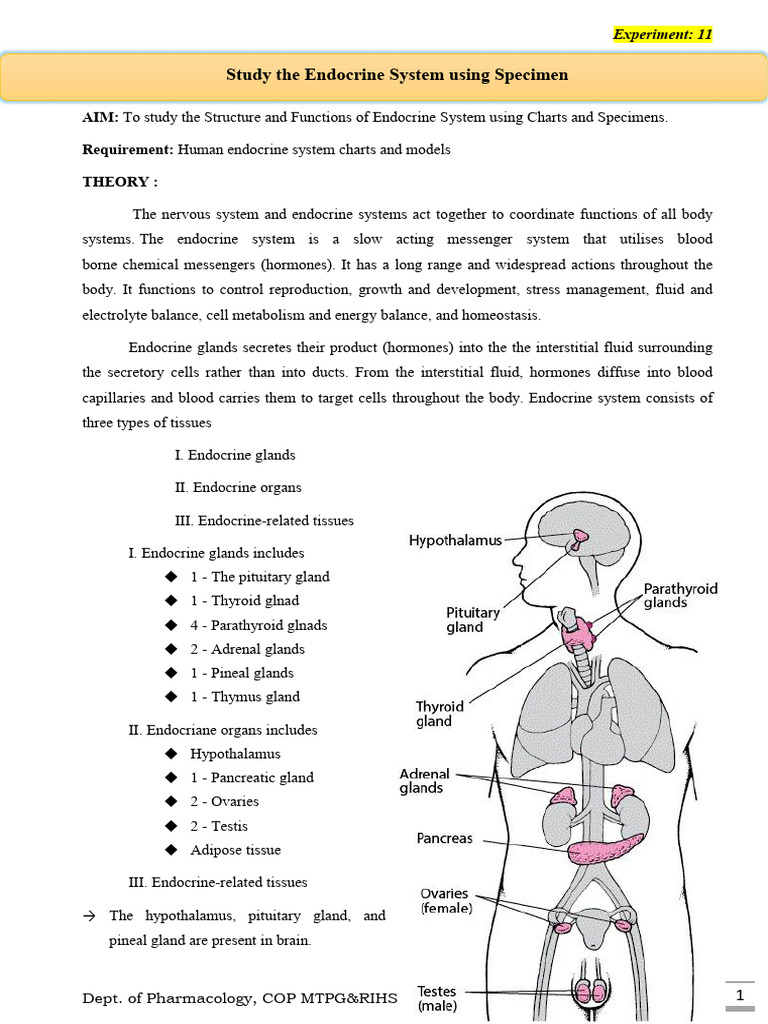 Endocrine System Structure and Functions | PDF | Endocrine System ...