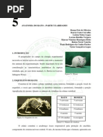 Anatomia Do Rato