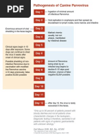 Pathogenesis of Canine Parvovirus