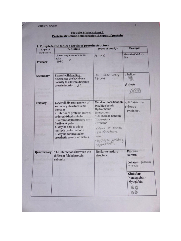 Module 4 Worksheet 2 Protein Structure | PDF