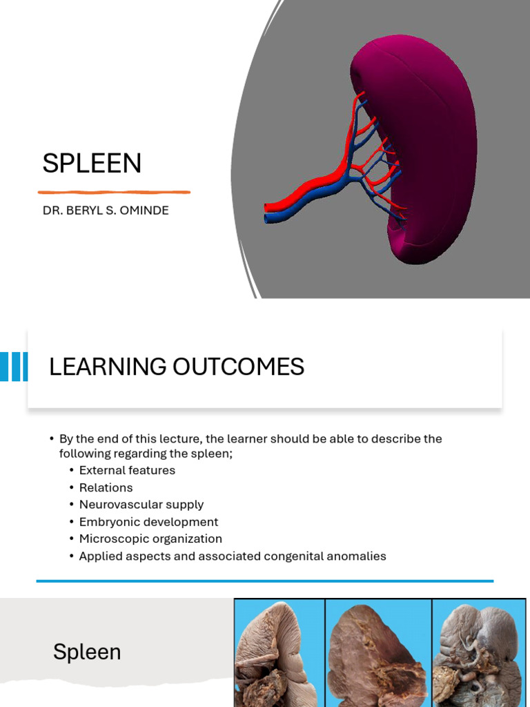 Spleen: Anatomy and Development Insights | PDF | Spleen | Lymph Node
