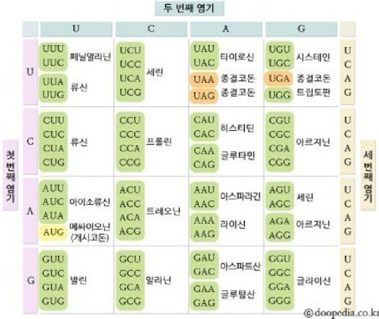 Codon Table | PDF