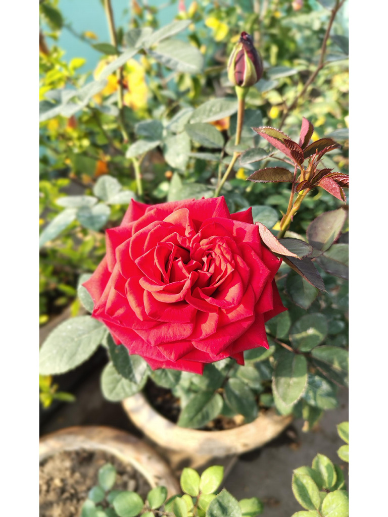 Red Blood Rose | PDF