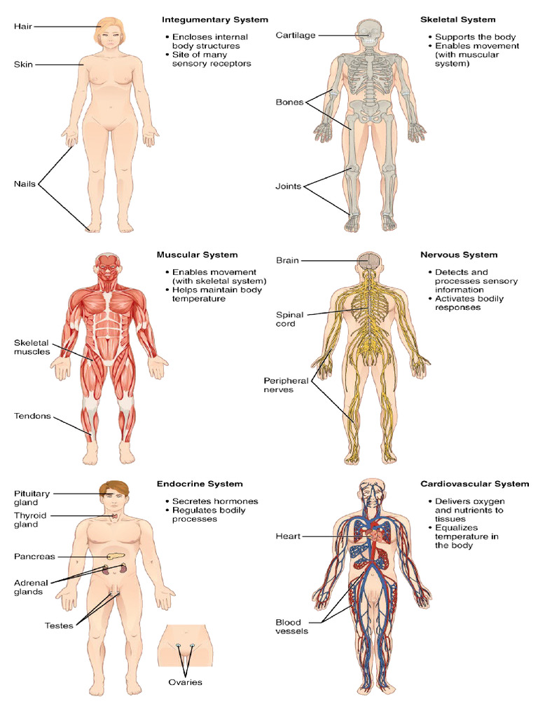Science Anatomy | PDF
