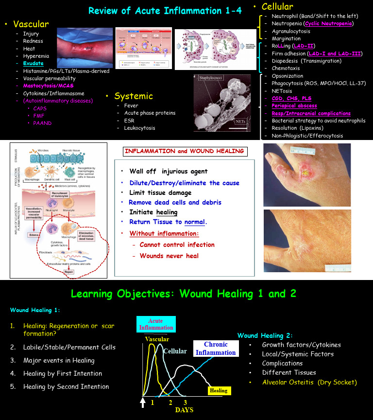 Wound Healing 1-2023 Healingwound Healing 1-2023 Healingwound Healing 1 ...