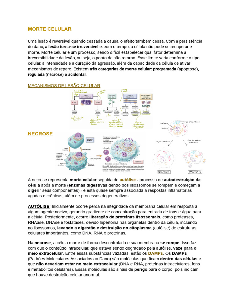 Morte Celular: Necrose e Apoptose | PDF | Apoptose | Necrose