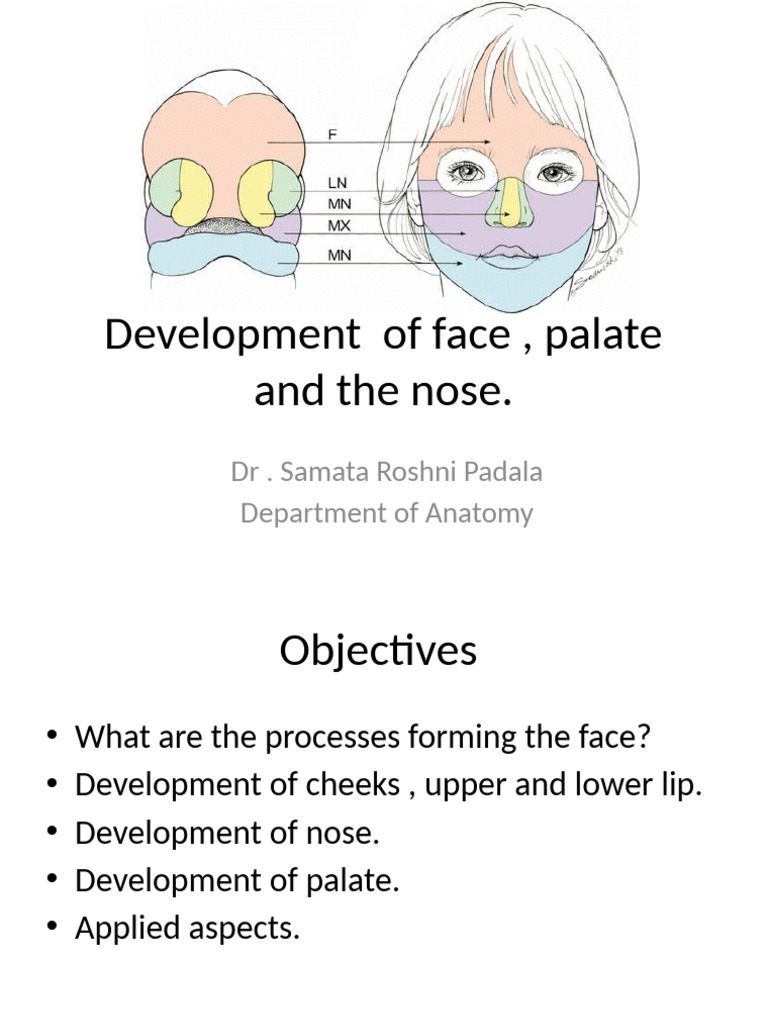 Development of Face, Palate and The Nose | PDF | Human Nose | Facial ...