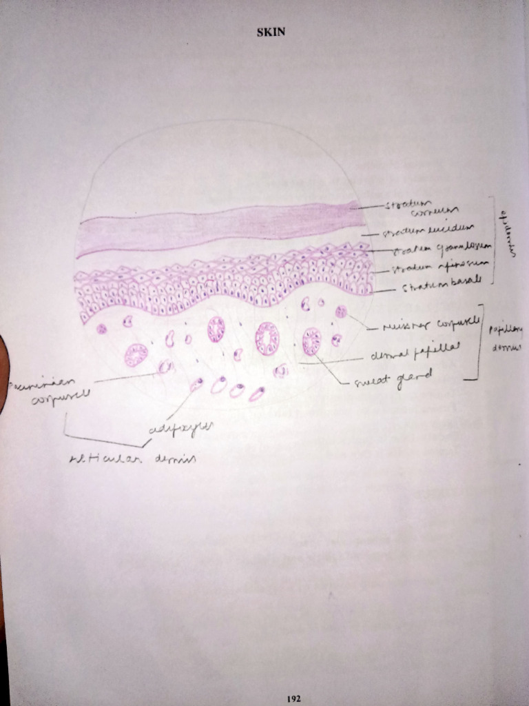Histology - Diagram | PDF