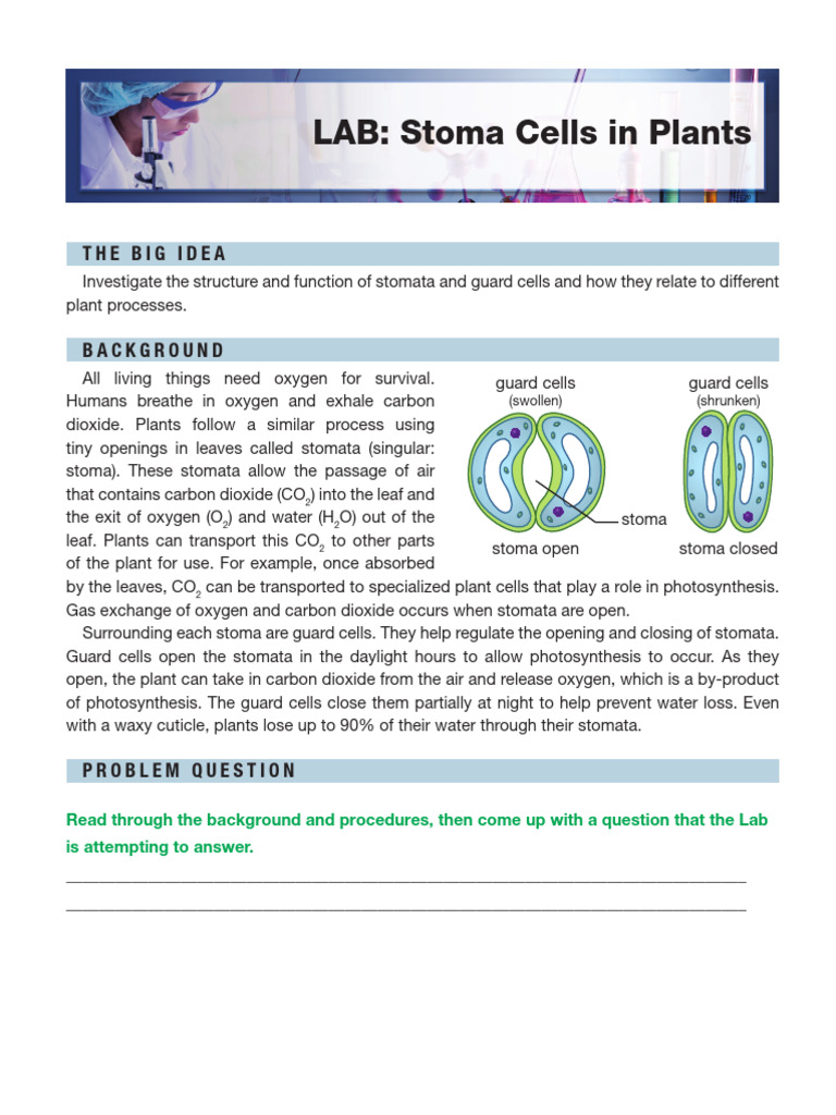 Exploring Stoma Structure and Function | PDF | Stoma | Leaf