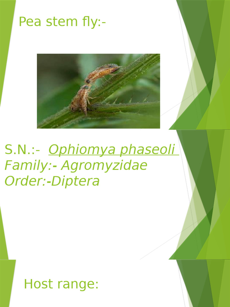 Pea Stem Fly | PDF