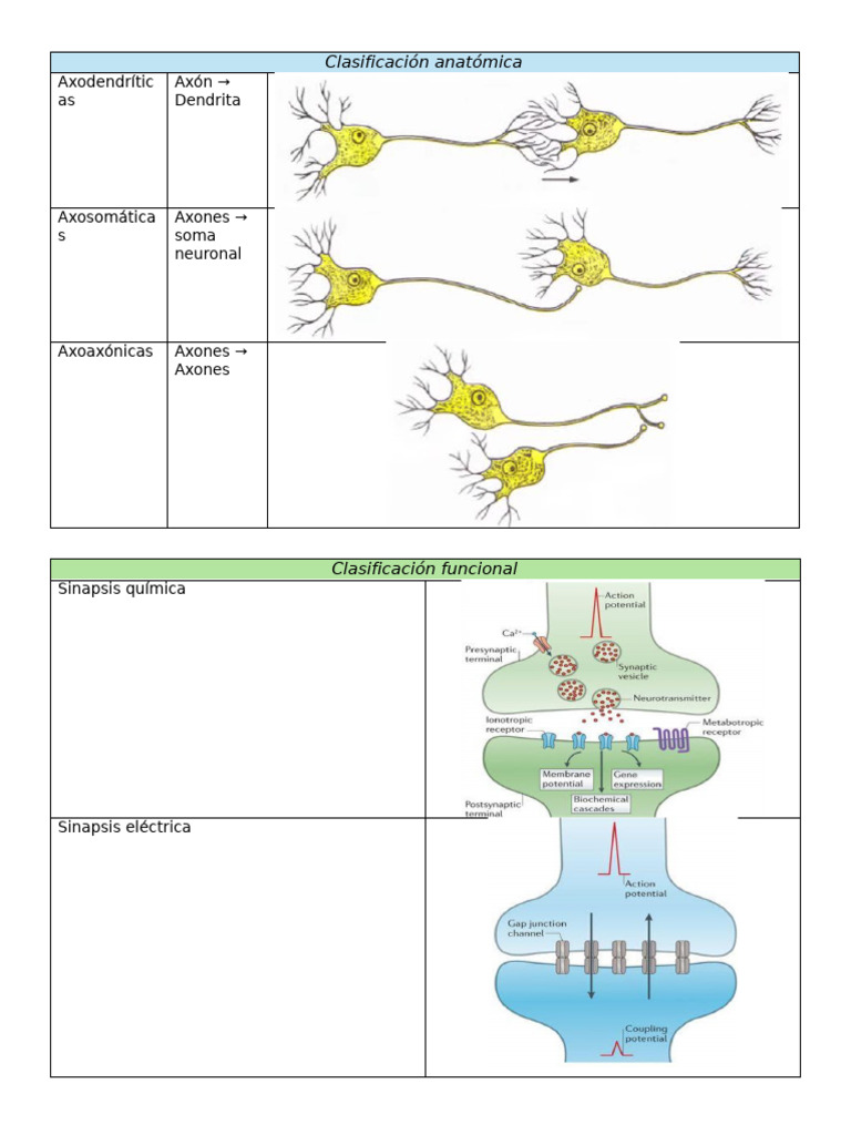Clasificación y Función de Sinapsis Neurales | PDF | Sinapsis ...
