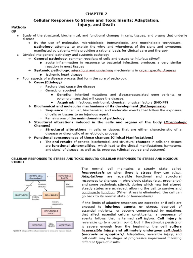Cellular Responses to Stress and Injury | PDF | Apoptosis | Autophagy