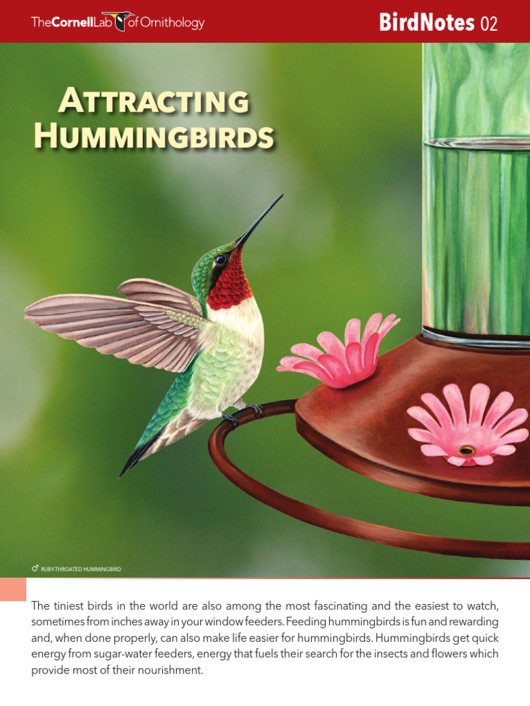 Hummingbird Feeder Care Guide | PDF | Zoology