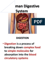 2.3 Human Digestive System: Prepared by