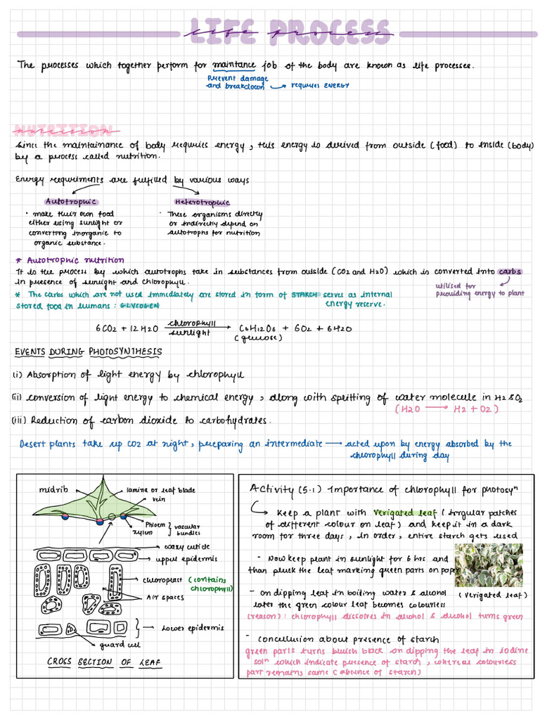 Life Processes | PDF