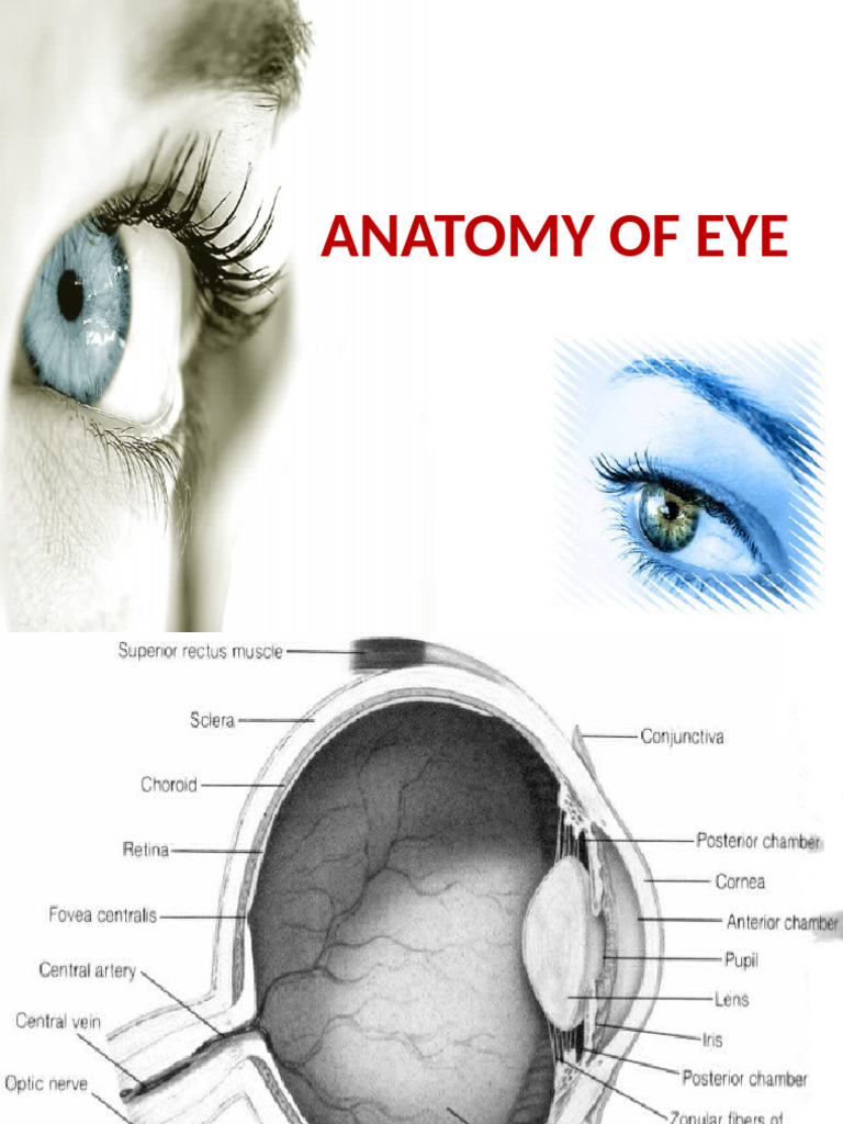 Anatomy of Eye | PDF