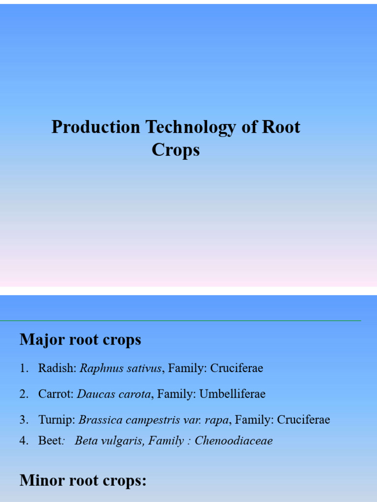 Root Crop Production Technology Guide | PDF | Seed | Carrot
