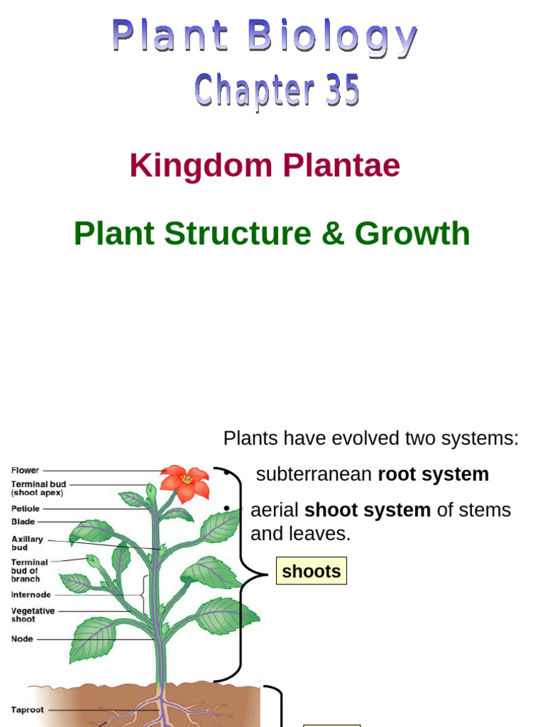 Plant Structure | PDF | Leaf | Plant Stem