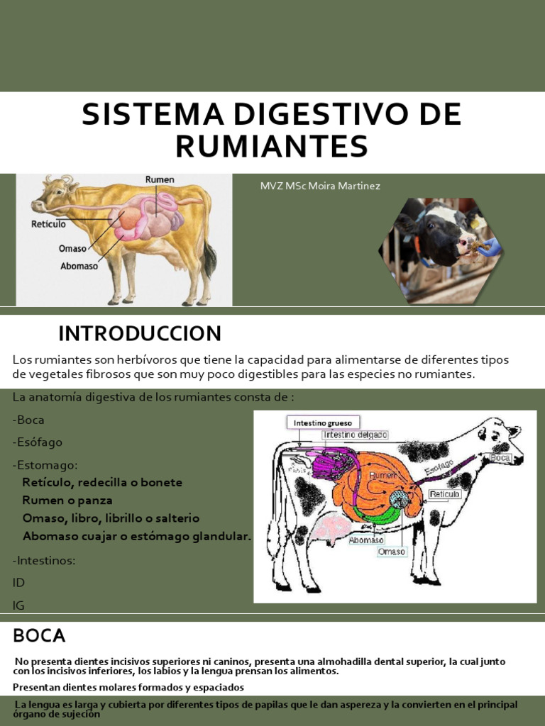 Anatomía del Sistema Digestivo Rumiantes | PDF | Rumiante | Estómago