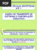 5 Transporte de Eletrons e Sintese de Atp
