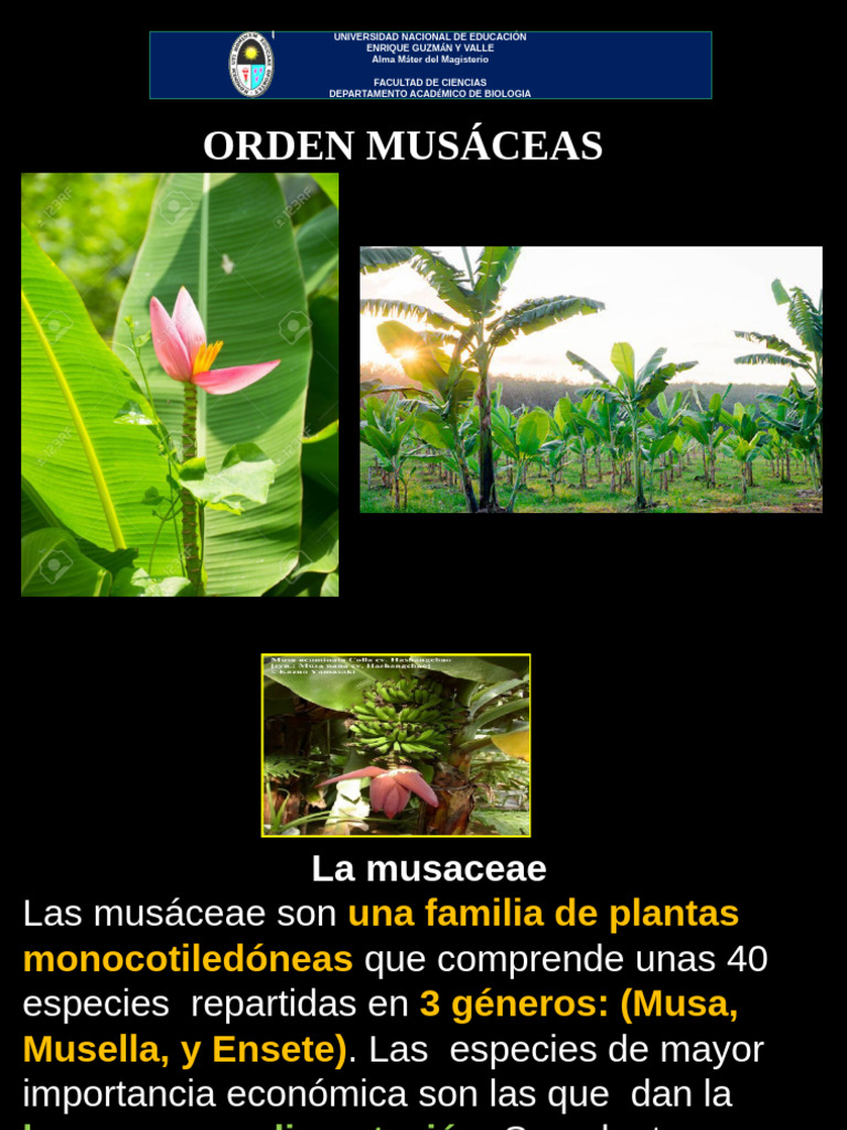 Características de las Musáceas | PDF | Plátano | Plantas