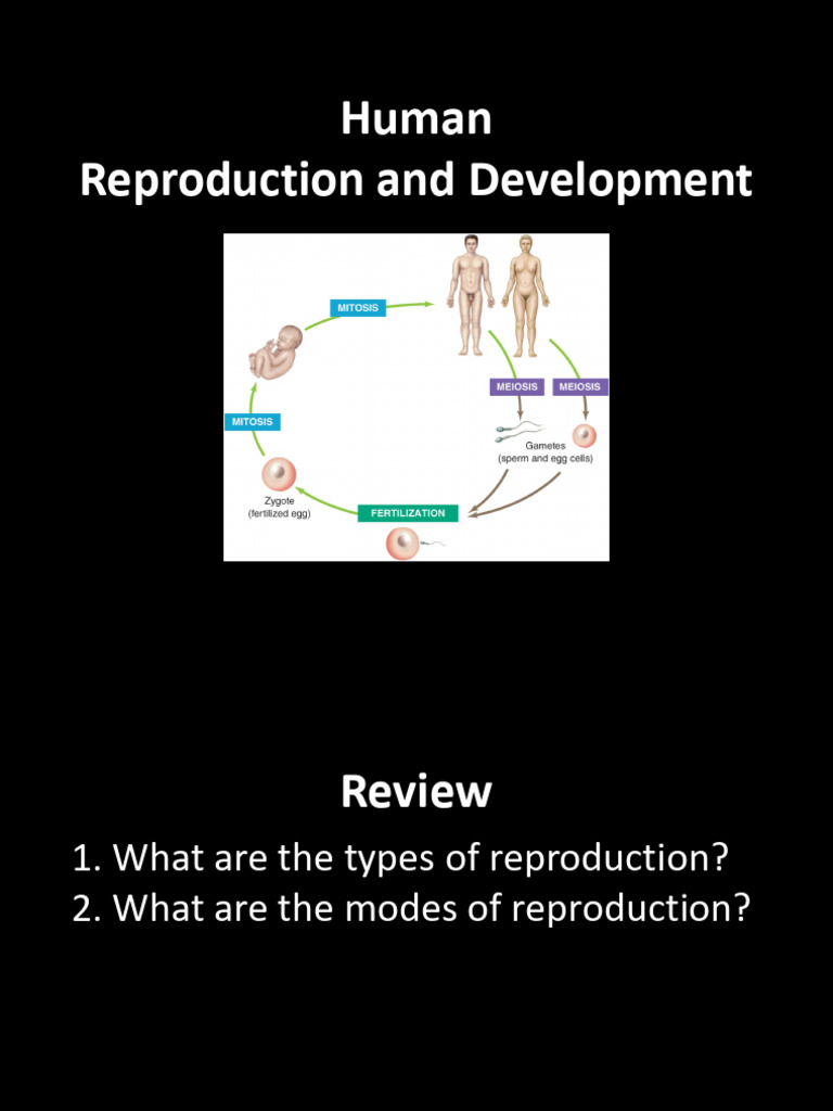 Human Reproductive System | PDF | Menstrual Cycle | Luteinizing Hormone