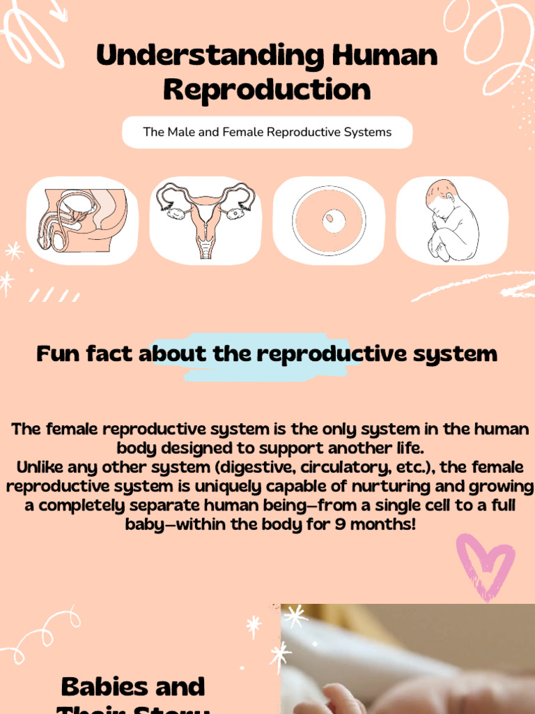 The Human Reproductive System | PDF | Reproductive System | Menstrual Cycle