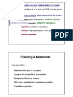 Sistema Nervioso Periferico