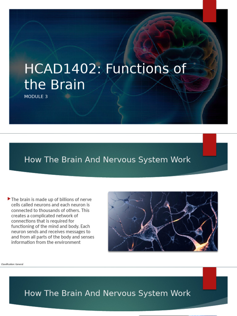 Week 9 Function of The Brain and Nervous System | PDF | Brain | Nervous ...