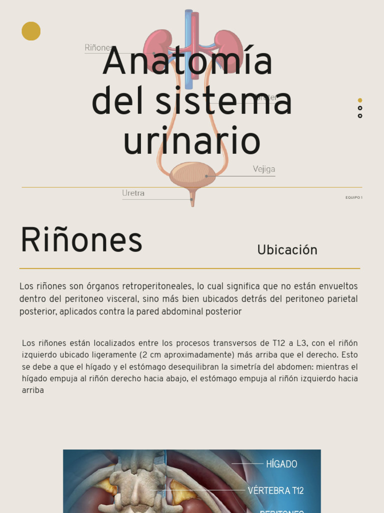 Anatomía y ubicación de los riñones | PDF | Riñón | Abdomen