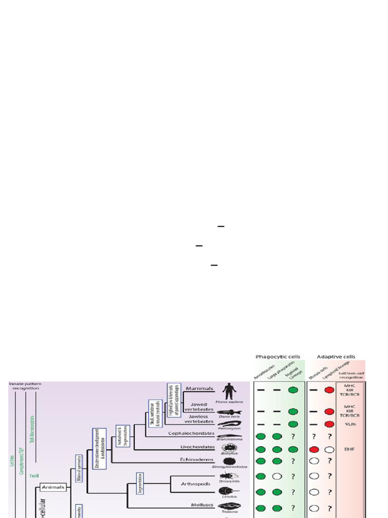 Comparative Immunology Overview | PDF | Immune System | Adaptive Immune ...