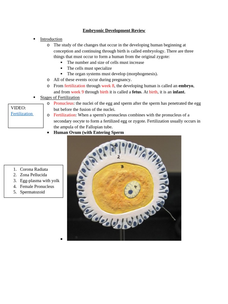 Human Embryonic Development Overview | PDF | Placenta | Embryo