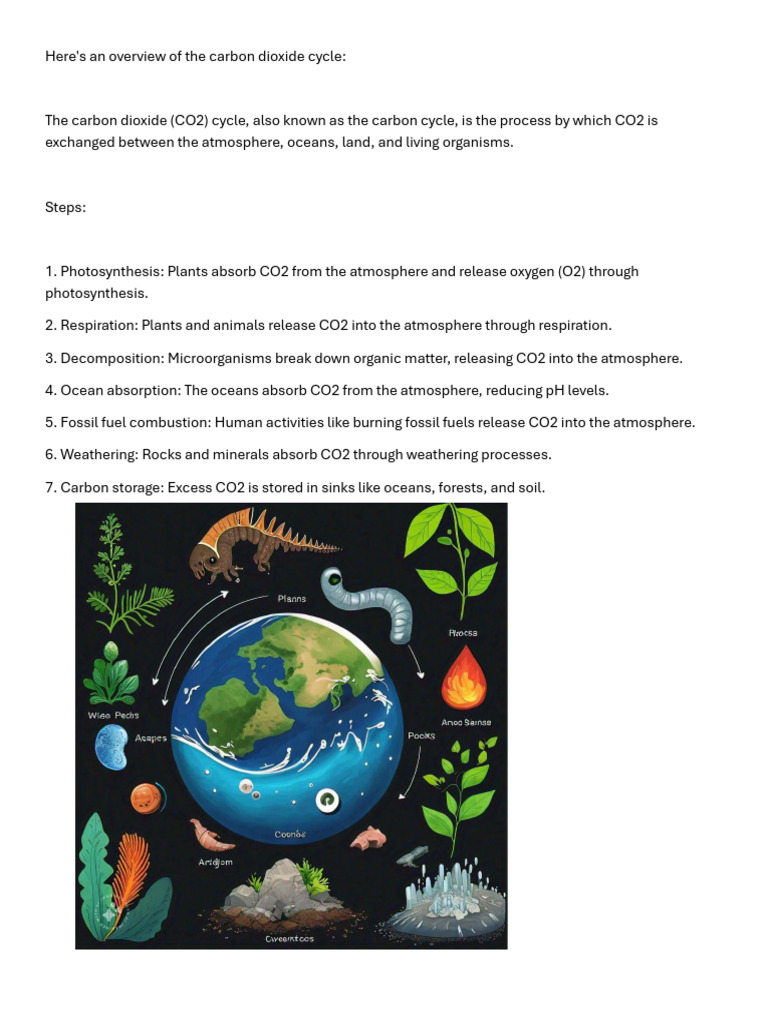 Overview of the Carbon Dioxide Cycle | PDF