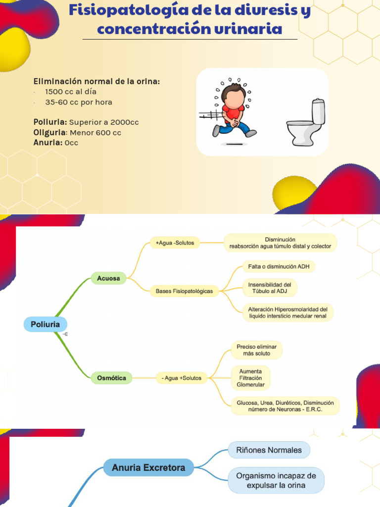 Fisiopatología de la Diuresis Urinaria | PDF