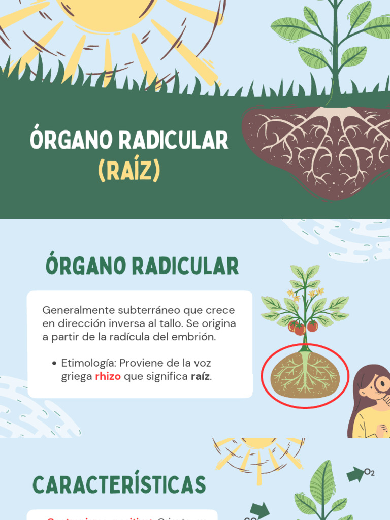 RAÍZ | PDF | Raíz | Morfología Vegetal