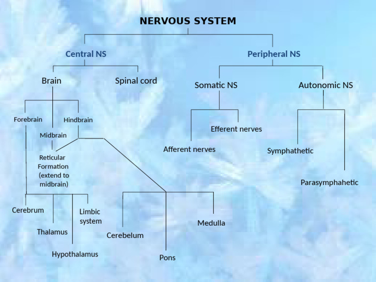 Central NS Peripheral NS: Brain Spinal Cord Somatic NS Autonomic NS | PDF