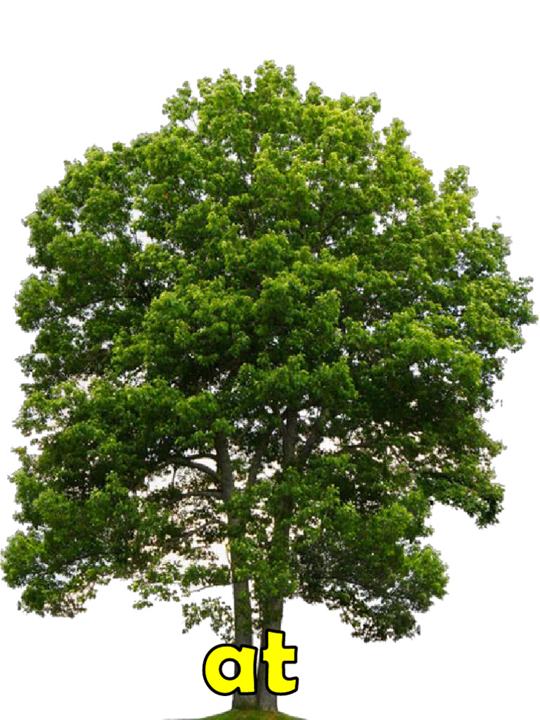 At and Ap Word Tree | PDF
