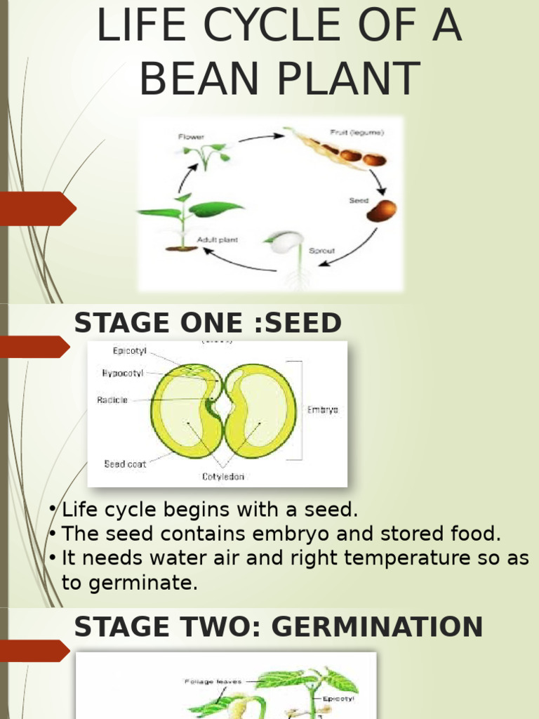 Life Cycle of a Bean Plant Explained | PDF