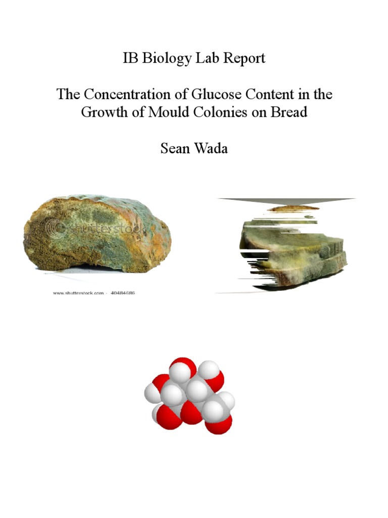 Bread Mould Lab PDF Mold Fungus