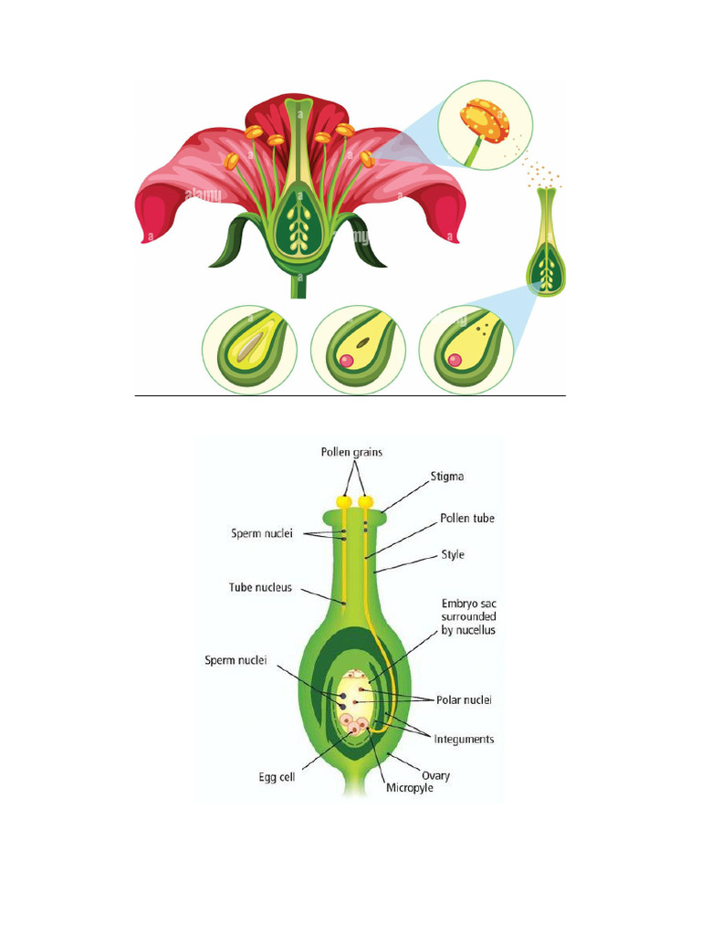 Science Project Images | PDF